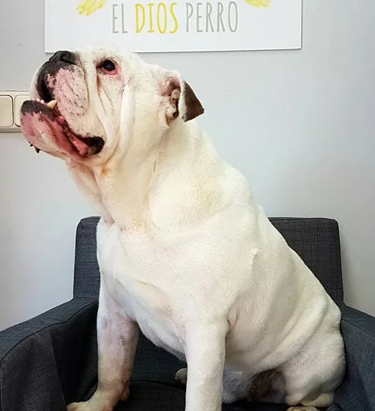 Bulldog inglés en el salón El Dios Perro, negocio abierto por alumnado graduado en la escuela